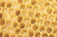 Потенциал воспроизводства среднерусских пчел