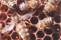 Физиологические изменения у пчел в предроевой период