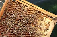Влияние пыльцы трансгенной груши на пчел