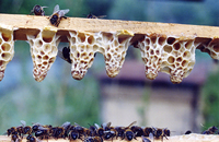 Совершенствование технологии производства пчелиных маток