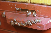Пчелы возвращаются к месту старта