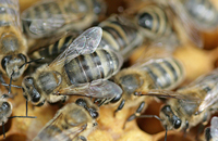 Медоносная пчела Apis mellifera L. в генетическом поле 