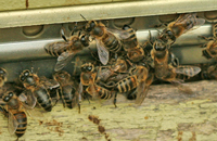 Оценка блуждания пчел