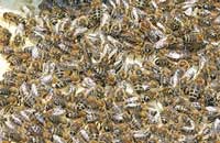 Сила пчелиной семьи и качество пчел