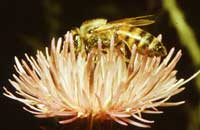 Скорость образования и перестройки пищевых условных рефлексов  у аборигенных и завозных пород пчел