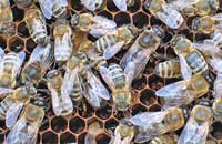 Пчеловодство Австрии