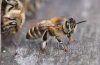 Радиация и пчелы