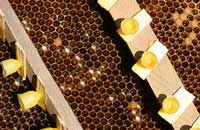 Воспроизводство среднерусских пчел в изменяющихся климатических условиях