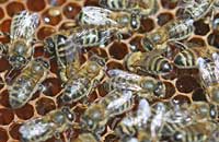 Корреляция этологических признаков пчел