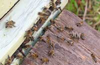 Факторы, влияющие на летную активность пчел