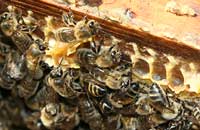 Пчелы Камчатки