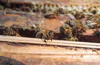 Биополе пчелиной семьи и ее влияние на человека