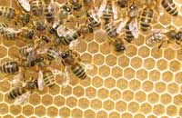 Жизненные процессы у карпатских пчел при использовании янтарной кислоты