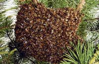 Феромон расплода как синергист в привлечении пчел препаратами апимил и ТОС-БИО 