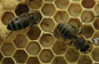 Пчелы-кормилицы при лабораторных исследованиях