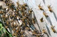Миграция тяжелых металлов в продуктах пчеловодства