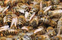 Породообразовательный процесс в пчеловодстве