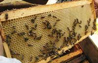 Новые подходы к лечению аскосфероза пчел