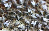 Регулирование температуры в пчелиной семье