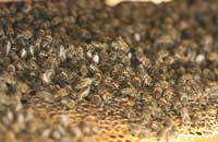 Важнейшие биологические особенности процесса репродукции у пчел