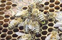 Научно обоснованные приемы подсадки маток в семьи пчел