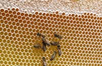 Причины гибели пчел - 1