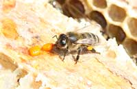 Причины гибели пчел - 4