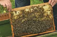Акарапидоз, браулез и мелеоз пчел