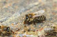 Секреты длительности жизни зимующих пчел