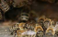 Нужна ли пчелам полиэтиленовая пленка?