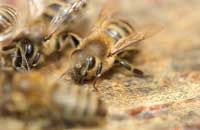 Как уберечь семьи пчел от ослабления летом и гибели осенью и зимой