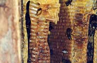 Сохранение генофонда башкирской пчелы