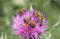 Генетический анализ внутривидовой структуры пчелы медоносной