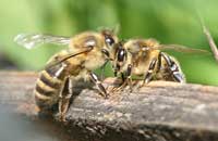 Планы породного районирования и метизация пчел