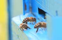 Перспективы приусадебного пчеловодства