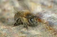 Феромоны медоносной пчелы