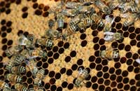 Феромоны медоносной пчелы (3)