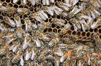 Вирозы пчел (5)