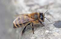 Лечение кокцигодиний пчелоужалением (2)