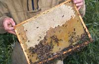 Опасность бесконтрольного массового скрещивания пчел