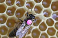 Апимил при подсадке чистопородных маток к помесным пчелам