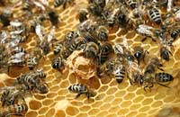 Качественные пчелы — основа отраслевой индустрии 