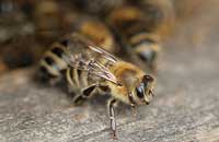 Амебиаз пчел