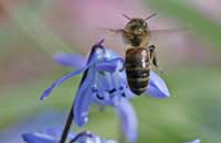 Пчелиная обножка — индикатор состояния окружающей среды