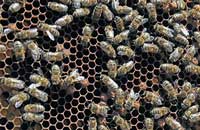 Ученые о дальневосточных (приморских) пчелах (окончание)