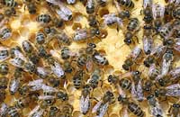 Синтетические адаптогены и биостимуляторы для пчел 
