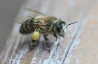 Идентификация внутривидовых таксонов пчелы медоносной 