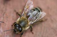 Искусственный углеводный корм для пчел