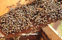 Динамика изменения экстерьерных признаков пчел Прикамья