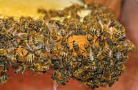 Действие йодохлорина на организм пчелы 